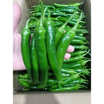 오이고추 1kg 국내산 오이맛고추 오이초 아삭이