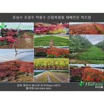 [경북농원] 영산홍(연산홍) 5주묶음 조경수(베니/백철/자산홍) 판매중, 20cm-30cm, 분홍, 1개