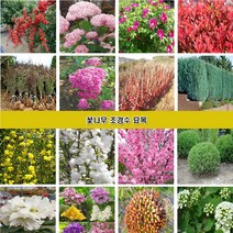 꽃나무 조경수묘목 장미 조팝나무 꽃댕강나무 회양목 측백나무 편백나무 개나리 진달래 철쭉 영산홍 매화나무 벚나무 능소화 치자나무 남천 함박꽃 목단 배롱나무 홍도화 라일락, 천리향