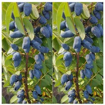 하니베리(댕댕이나무) 보리얼리스 [삽목3년포트] kjot