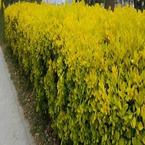 뿌리원예 황금사철 H0.6(60cm)뿌리묘