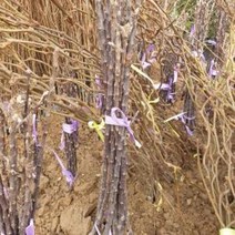 기둥사과 특묘목 1주 접목1년 기둥형사과