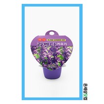 미니 라벤다키우기 / 라벤다씨앗 화분 식물재배세트
