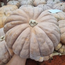 늙은호박 맷돌호박 국산 손질, 03_늙은호박(5kg)