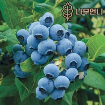 블루베리나무 블루베리 묘목 유실수 나무언니, 뉴하노버 :5치포트, 1개