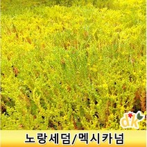 노랑세덤 황금세덤 맥시카넘 3차포트 30개