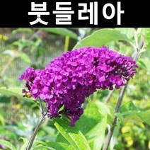 붓들레아/로얄레드(보라색) 나무 묘목 10cm포트 5개/정원/공원/조경수