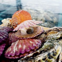 22년 산지 통영굴구이 바다장어멍게 당일작업, 1box, 홍가리비2kg석화2kg