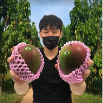 페루 애플망고 후숙 제철 브라질 대만 2kg + 2kg 4kg 선물세트