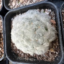 [올식스] 백섬 1호, 1개