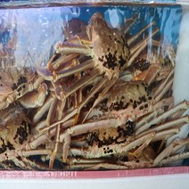 [푸드맛봄] 동해안 구룡포 산지발송 생물 박달대게 소 1마리 /몸통수율75~80%내외 다리, 상세 설명 참조