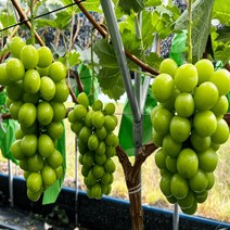 포도 3수 씨없는 남녀노소 포도1.5k 포도 샤인머스캣 맛있는포도