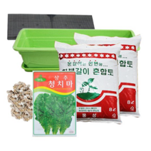 행복한세상 텃밭가꾸기 대 그린 청치마상추, 2개