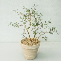 마오리 소포라 희귀식물 감성식물 실내공기정화식물 플랜테리어 카페식물, 1.소형, 2.독일토분_모카, 1개