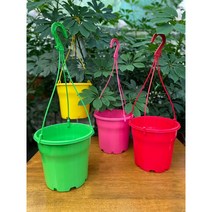 컬러플라스틱화분 P200) 걸이화분 행잉화분 행깅화분 분갈이화분, 컬러고리(레드)