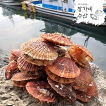 [장가네수산]생산자직판 통영 세척 비단가리비 1kg 관자 구이 캠핑(평일오후2시이전까지 당일발송), 비단가리비 1kg(30미내외)