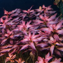 키우기 쉬운 루드위지아 페레니스, 5개