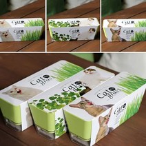 키우기쉬운 고양이풀 캣닢 재배 투톤화분 세트ㅁ, ㅁ밀ㅁ