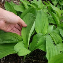 강원도 줄기 대 명이나물 산마늘 생 명의나물, 1box, 1kg