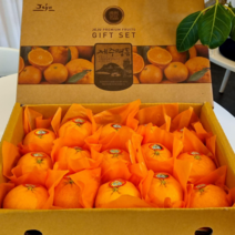 제주 명품 레드향 당도14brix이상!, 선물포장 레드향, 5kg(중과/16~20과)