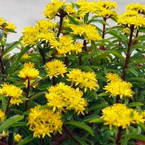 진노랑꽃 붉은기린초 12개세트 (초여름에 피는 다년생 식물) GP