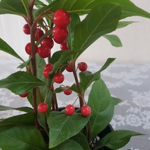 천냥금(S) 2020 새상품, 1개