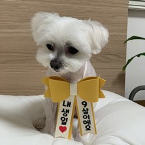 강아지 리본화환 선물포장 촬영소품 인간화환, 핑크