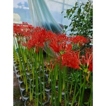 상사화 꽃무릇(석산) 100구근, 100개