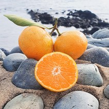 제주 노지 감귤 4.5Kg, 감귤 9Kg(S,M,L혼합)