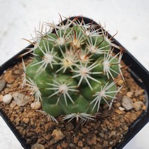 [메카다육]59-0524 봉래궁 실생(선인장 화분포함) 다육식물 선인장 다육금 다육철화 두들레야 아프리카식물 코노피튬 하월시아 수입다육이 국민이