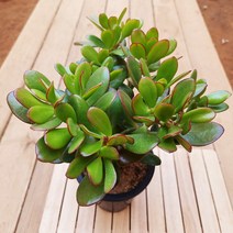 꽃피는 염좌 꽃염좌 다육이 크라슐라 속 염자 다육식물1120, 단품, 1개