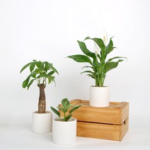 [플랜트리] 키우기 쉬운 공기정화 식물 30종_도자기 화분 화이트(10cm) 분갈이 완성, 17 아글라오네마스노우