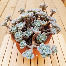 라울 다육이 중품 다유기 예쁜 다육식물1120, 단품, 1개