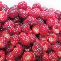 FUNET 산지직송 산딸기 생과 급냉, 1박스, 42_산딸기 급냉 500g
