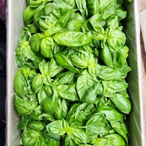 스위트 바질 50g, 1개