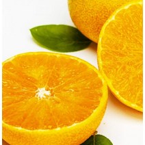 황금향_제주_5kg(선물용)_로얄과_고급과일 709C, 단품