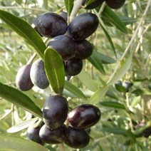 올리브(레치노)10CM포트(3개묶음)묘목/dd2586