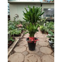 [박씨농원] 황금죽/2단/높이90센치정도