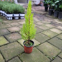 무배특가 율마 외목대 소품 롱율마 25-40cm 59
