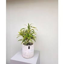 [실시간재고변동/화분선물] 송오브인디아, 없음