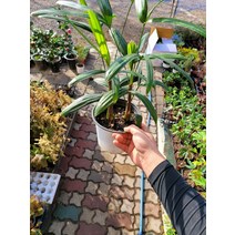 7900 관음죽 중품 30~50cm, 1개