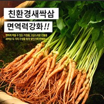 대숲맑은 새싹삼 새싹인삼 100뿌리 산지직송 GAP인증, *고급 대 50뿌리 (25cm 좌우)
