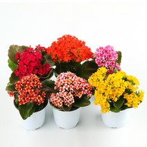 갑조네 카랑코에 4개 세트 칼란디바 칼란코에 꽃화분 국화꽃 공기정화식물 꽃모종, 1세트