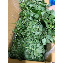 #가락시장 나물이네#당일경매 비름나물 4kg/비름나물 출하시기가 가까워졌습니다/ 출하기간 3월중순~10월말, 4kg