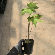 엄나무묘목 음나무 약용수 개두릅 봄에 심을만한 묘목 ys