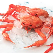 울진 후포항 붉은대게3미(1.6kg내외), 단품