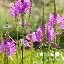 꽃빛농원 꽃범의꼬리 3치포트 분홍색 키우기 쉬운 화려한꽃