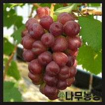 (나무농장) 포도나무 마이하트 접목1년 포트 (대목 188)