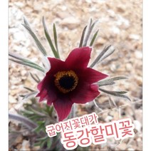 할미꽃/할머니의 허리 같이 땅으로 굽은 꽃