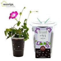 컵가든 식물키우기 6종 방울토마토 봉선화 해바라기씨 바질 패랭이꽃 나팔꽃, 1개, 컵가든_나팔꽃